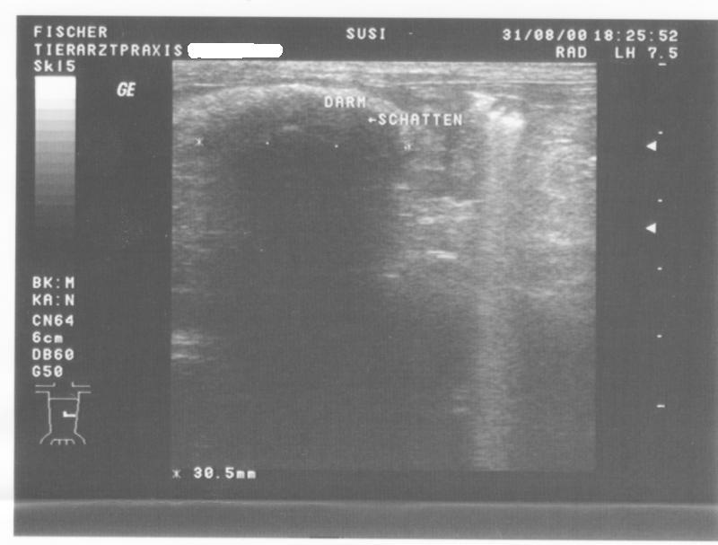 Ultarschall1