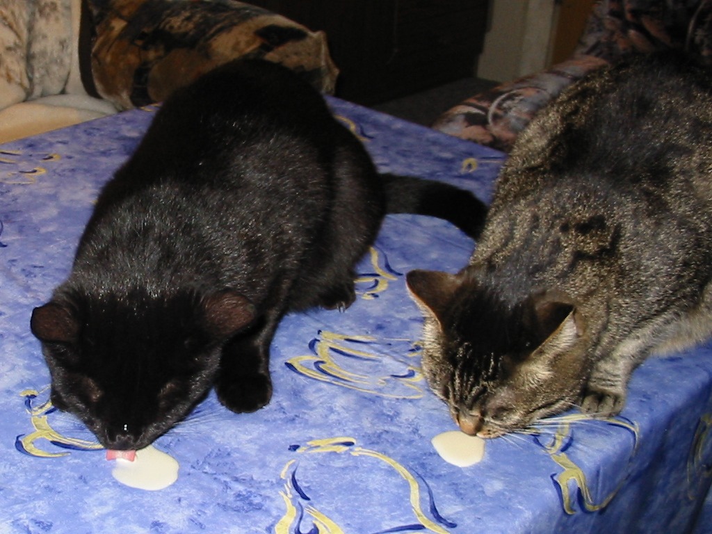 Milch schlecken